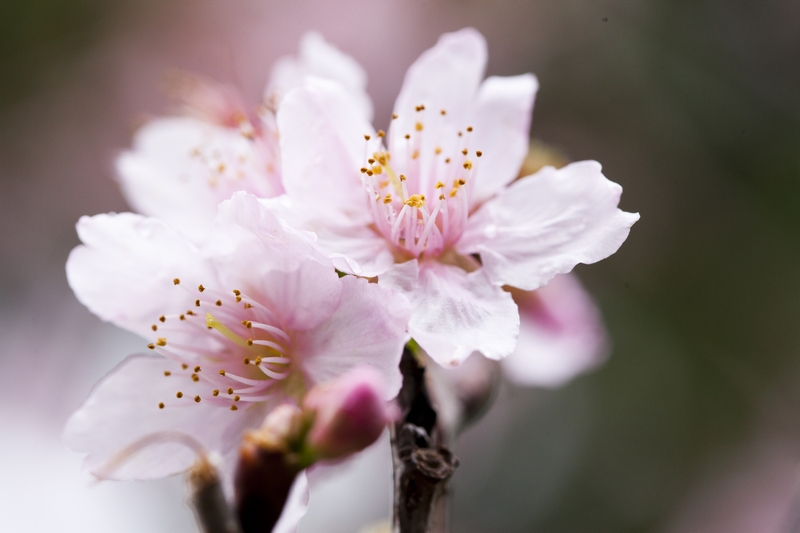 cherry blossom macro photography