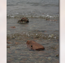 微距下的礁岩生物 - [Canon Hongkong Compa