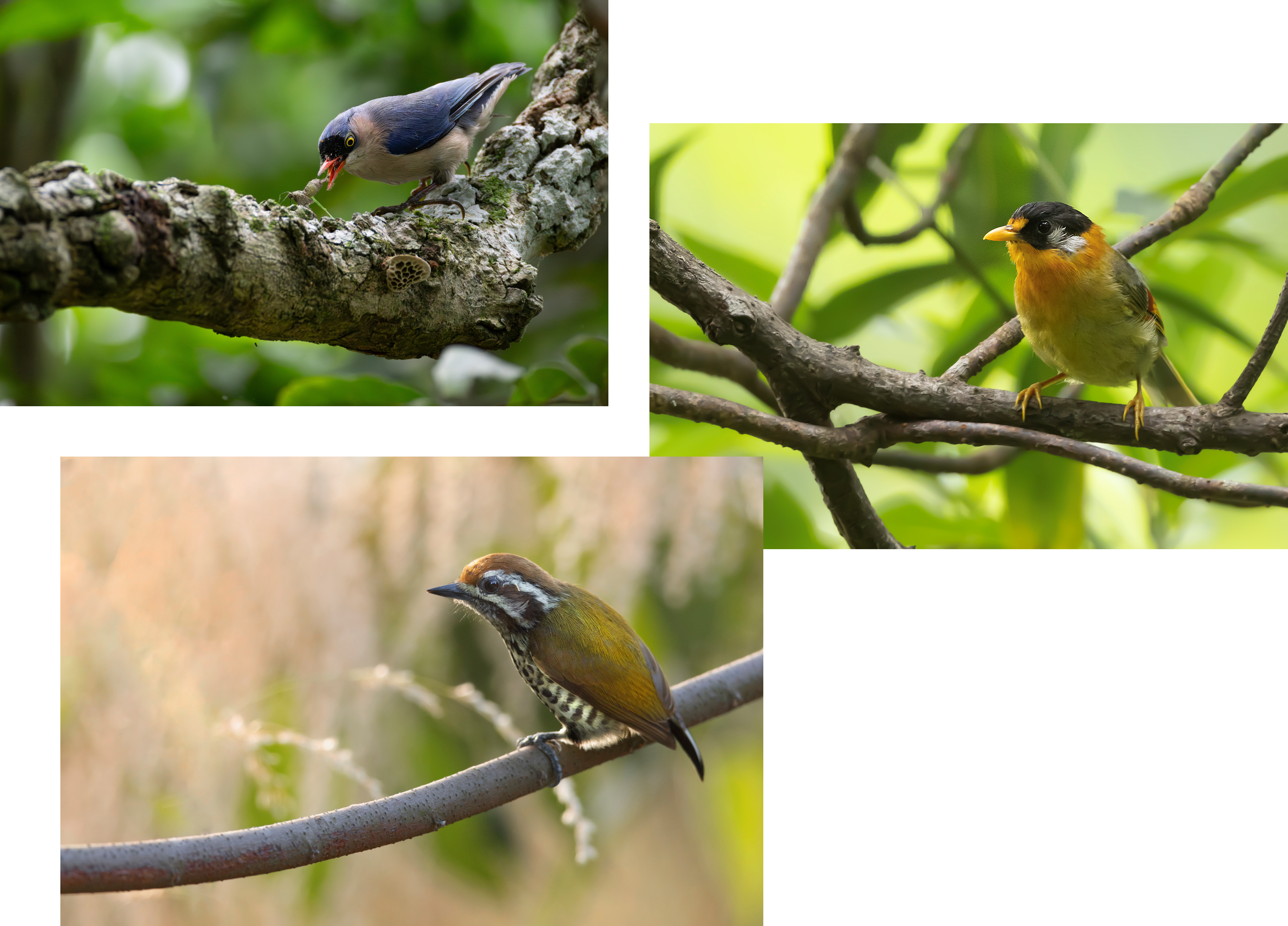 Long Valley Bird Photography